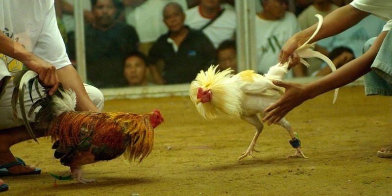 Cần lưu ý gì khi đặt cược đá gà tại FB88?