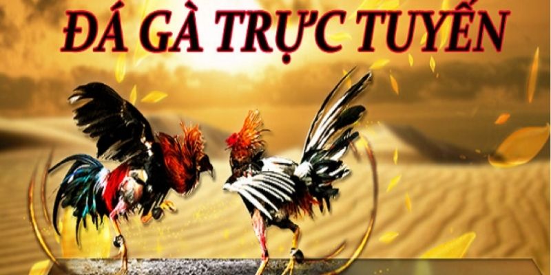 Đá gà FB88 hội tụ đông đảo sư kê chuyên nghiệp.