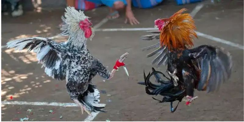 Giới thiệu trại gà Duyên Ti