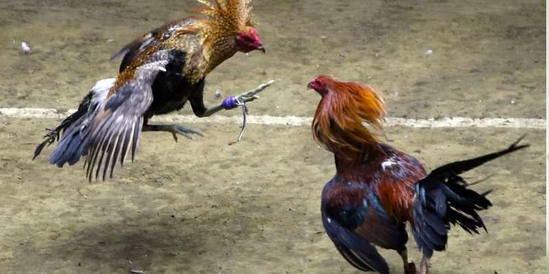 Tổng hợp những trận gà Duyên Ti hay nhất sắp diễn ra